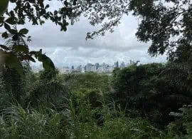 Panama City from the forest