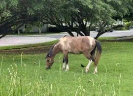 Panama wild horse